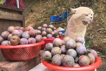 赶紧看看！这四种水果猫咪吃了会生病！