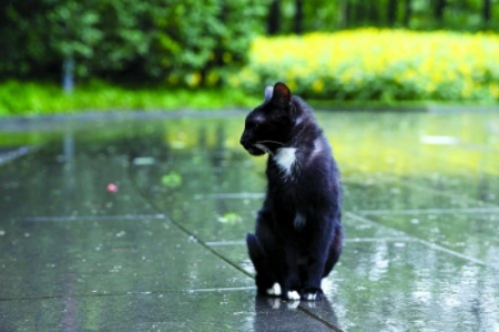 雨天寻猫秘籍：躲雨地点及有效方法