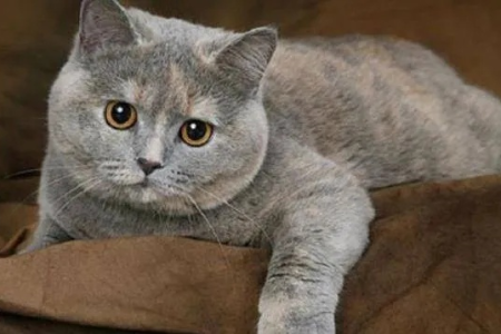 蓝乳猫：稀有猫咪品种详解及饲养指南