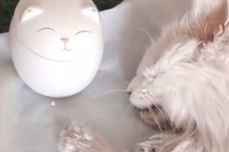 猫咪绝食几天会死亡？不同猫咪情况大不同！