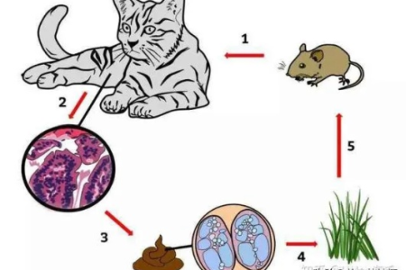 家猫会传染哪些疾病给人类？如何避免被传染？