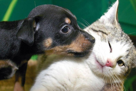 如何让猫咪与狗狗、兔子等动物友好相处？