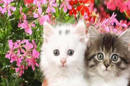 猫咪太胖影响健康？教你几招轻松减肥