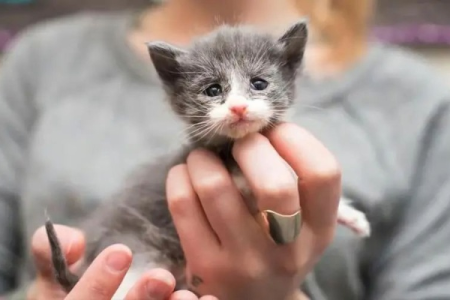 捡到小猫不知道它几岁？教你快速判断幼猫年龄的方法