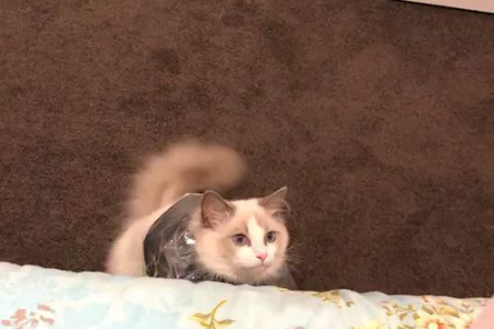 三个月布偶猫脸尖正常吗？发育问题需注意
