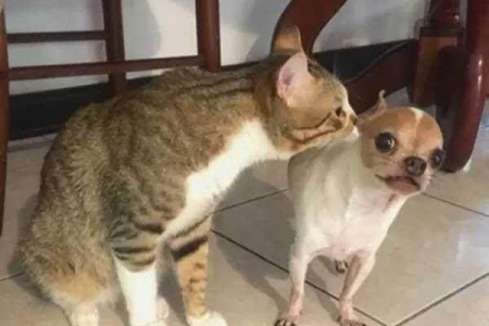 新猫到家多久不躲？猫咪适应新家时间详解