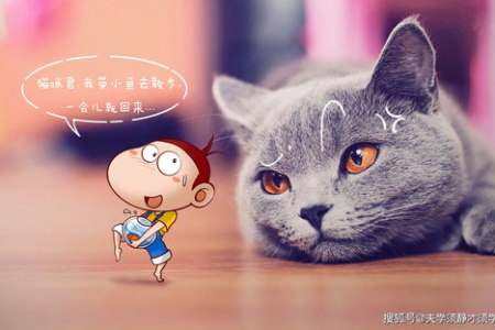 养两只猫的利与弊：双倍快乐还是双倍烦恼？