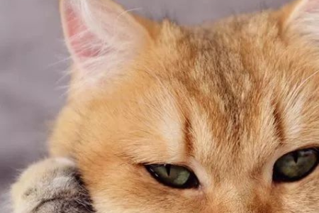 橘猫竟然有蓝眼睛？罕见蓝眼橘猫的秘密