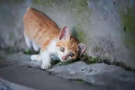 流浪猫耳朵缺角是为什么？TNR计划知多少？