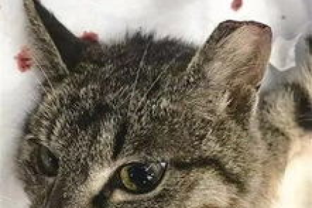 流浪猫耳朵缺口是怎么回事？真相令人意外！