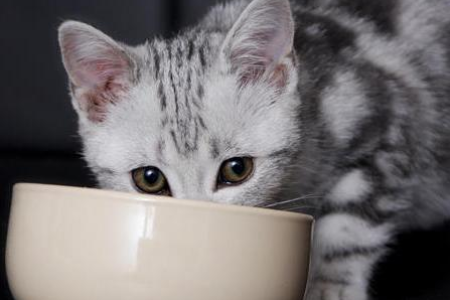 新手养猫指南：必备物品清单，轻松迎接猫咪入住！