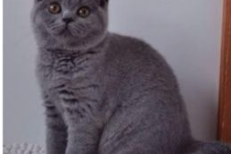 养英国短毛猫的好处？给你带来陪伴和满满的乐趣！
