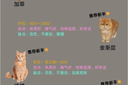 怎么挑选适合你的猫咪？猫咪挑选秘籍大公开