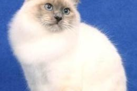带血统的猫究竟指什么？如何辨别真假血统猫？