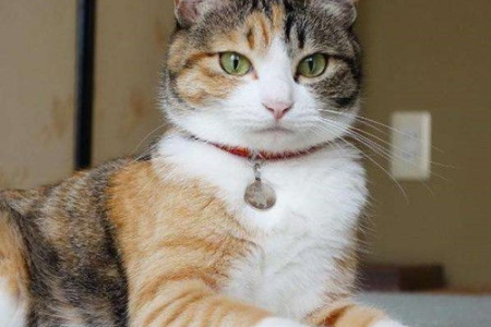 橘猫属于什么品种？橘猫的毛色、性格与挑选技巧