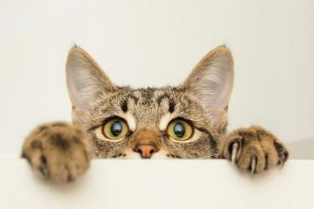 猫咪天生怕水吗？详解猫咪怕水的各种可能性
