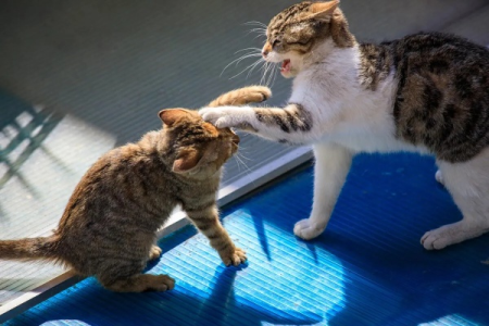 家里两只猫经常打架怎么办？分析猫咪打架的根本原因