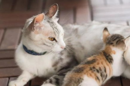 如何解读猫咪的情绪？掌握这些技巧，和猫咪相处更和谐！