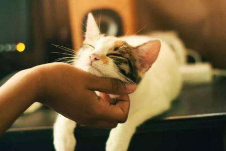 养猫之后越来越讨厌猫？铲屎官的真实心声
