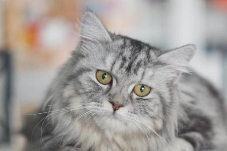 猫咪的五个冷知识：颠覆你对猫咪的认知！
