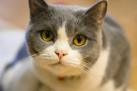 猫咪年龄对照表：猫几岁相当于人几岁？快速了解猫咪年龄！
