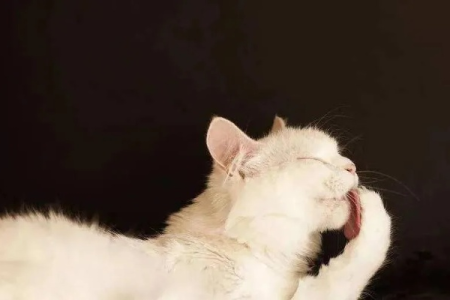 猫咪舔毛行为大揭秘：不止是清洁那么简单！