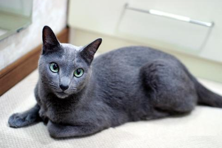 盘点世界十大名贵猫：身价百万，颜值超高！