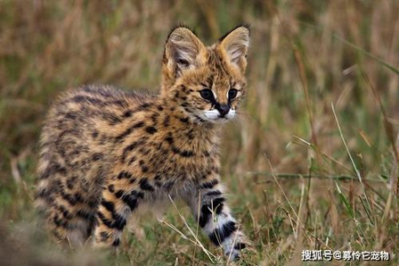 私自饲养薮猫犯法吗？避免触犯法律的注意事项