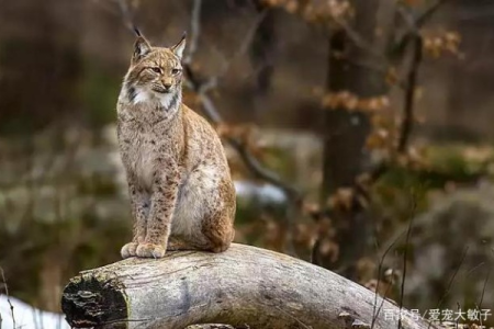 家养猞猁合法吗？解读相关法律法规及风险