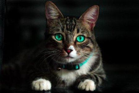 想养猫？中国这些猫是禁养的，别犯错了！