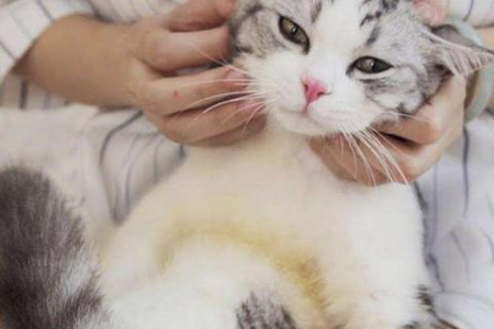 这五种受欢迎的猫咪，你了解多少？