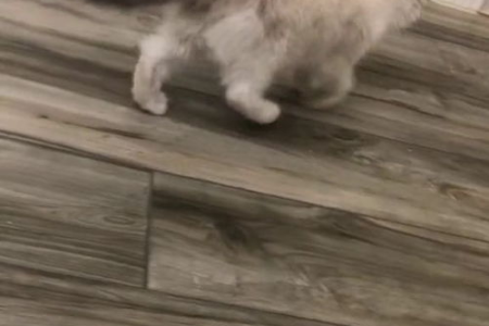 笼养猫咪的你，每天要放它出来多久活动？