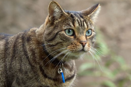 想知道虎斑猫认主时间？这篇文章告诉你答案！