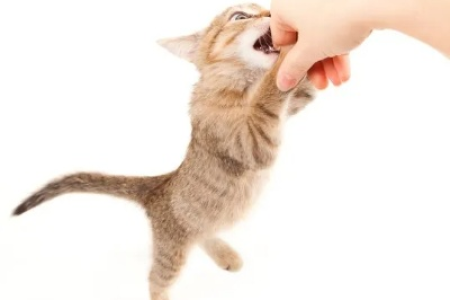 猫会吃人吗？揭秘猫咪的捕食本能与人类关系