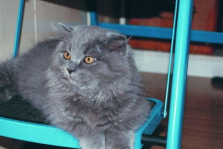 长毛蓝猫是什么品种？常见蓝猫品种大盘点