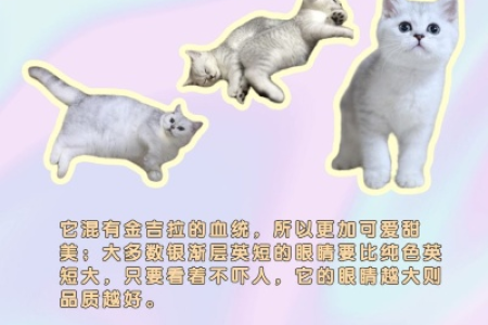 想买银渐层？先了解眼睛颜色等级和价格！