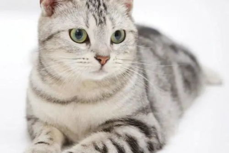 美国短毛猫有多少种？不同美短花色大盘点