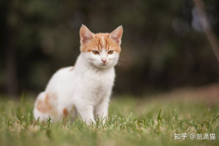 猫粮换牌子周期多久？如何挑选适合猫咪的猫粮？
