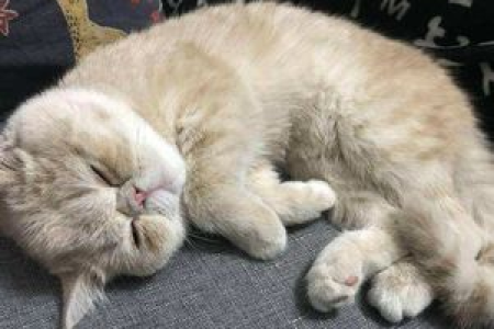发现猫生病的三大预兆：精神萎靡、食欲不振、行为异常，要小心！