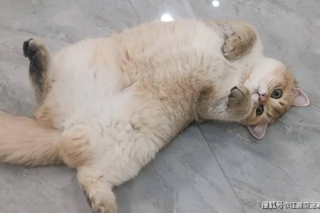 猫咪露肚皮代表什么？是信任还是投降？