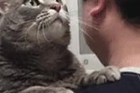 猫咪打呼噜代表什么？6种情况告诉你猫咪呼噜声的秘密