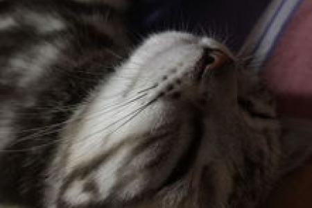 为什么我家2个月大的猫胡子断了？这样正常吗？