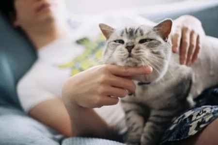 养猫有什么好处？这些好处你绝对想不到！