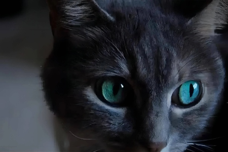 猫的眼睛有什么神奇功能？夜视能力竟如此强大！