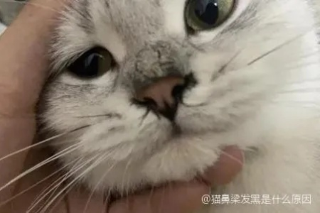 猫咪鼻子发黑，是色素沉着还是疾病征兆？