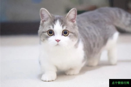 矮脚猫有缺陷吗？深度解析矮脚猫的优缺点及健康问题