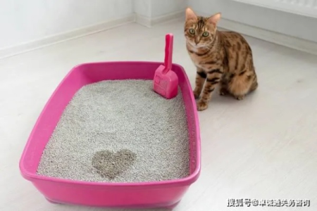 猫砂盆如何选择？新手铲屎官必看选购指南