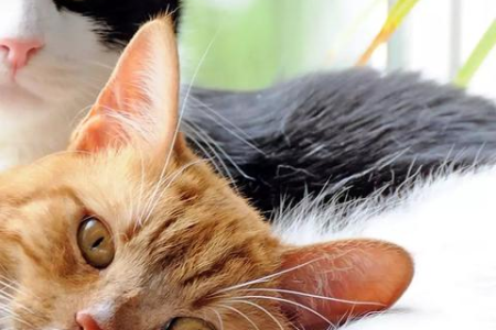 彻底搞懂公猫和母猫的区别：选猫前必看指南！