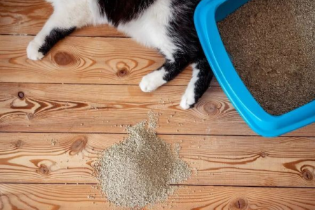 猫咪挑食猫砂？购买猫砂的几个实用技巧