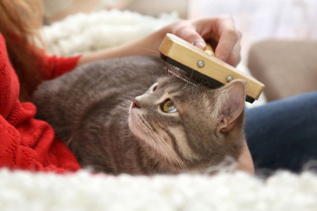 猫流口水的原因有哪些？教你快速识别并解决猫咪口水问题